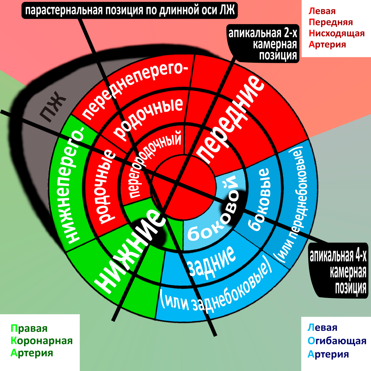 Сегменты ЛЖ (схема)